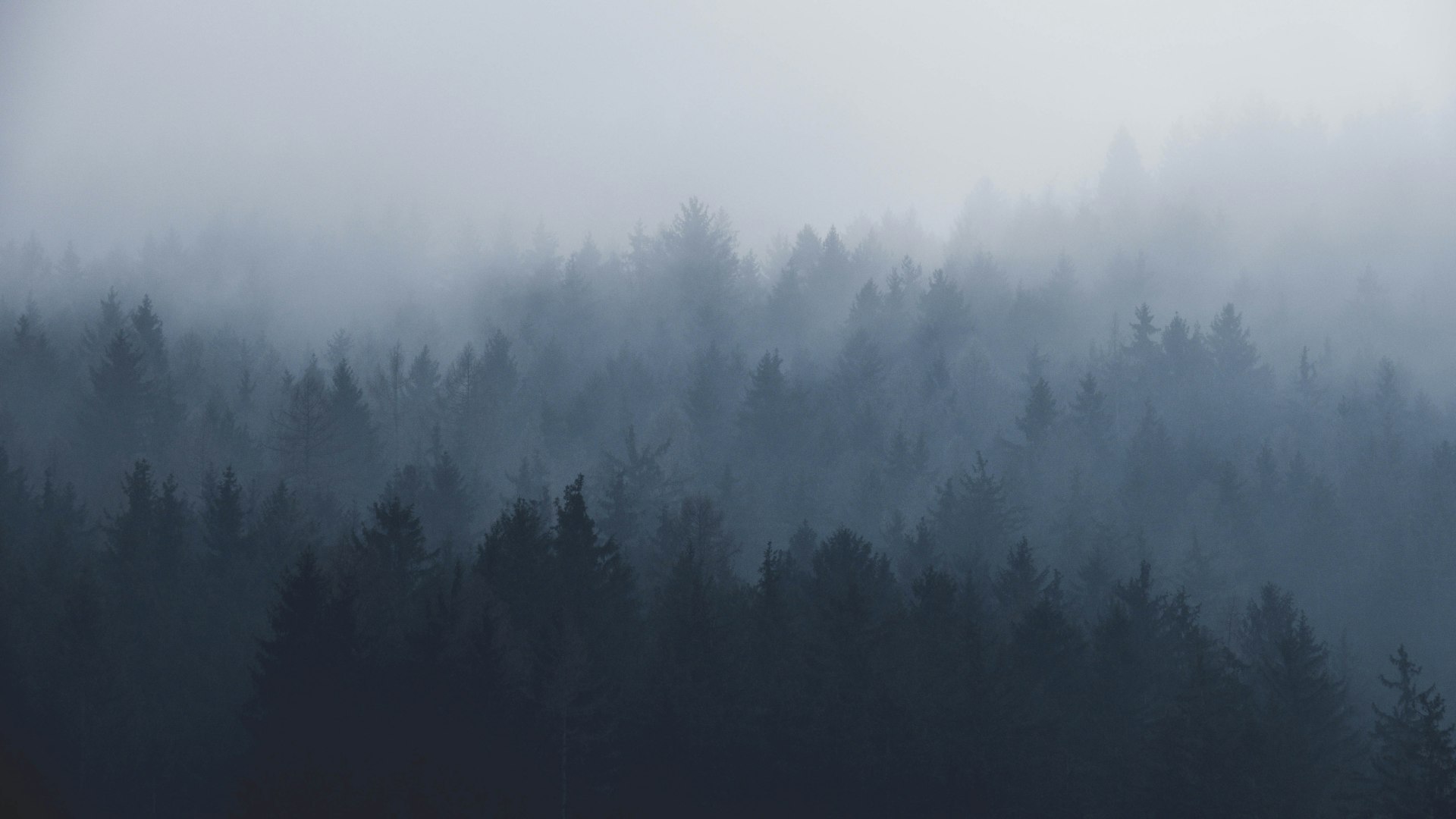 Ontario lake and forest